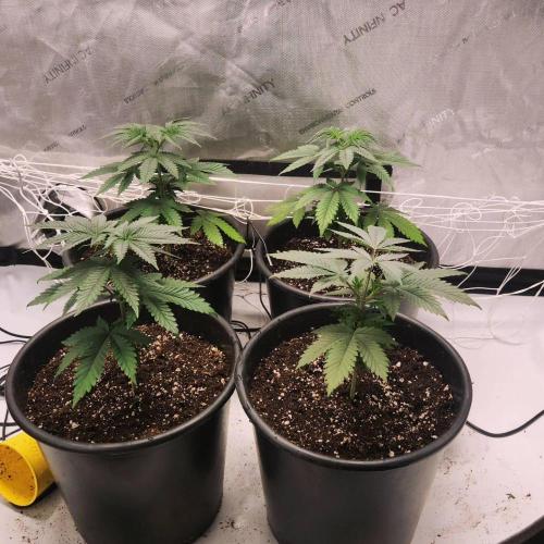 Neon sunshine & Grape Jublee. Week 2