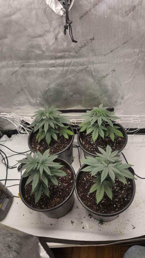 Neon sunshine & Grape Jublee. Week 2