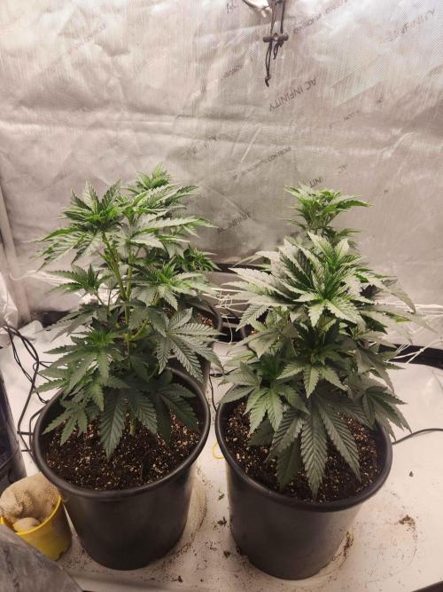 Neon sunshine & Grape Jublee. Week 6 - Just before start of LST !