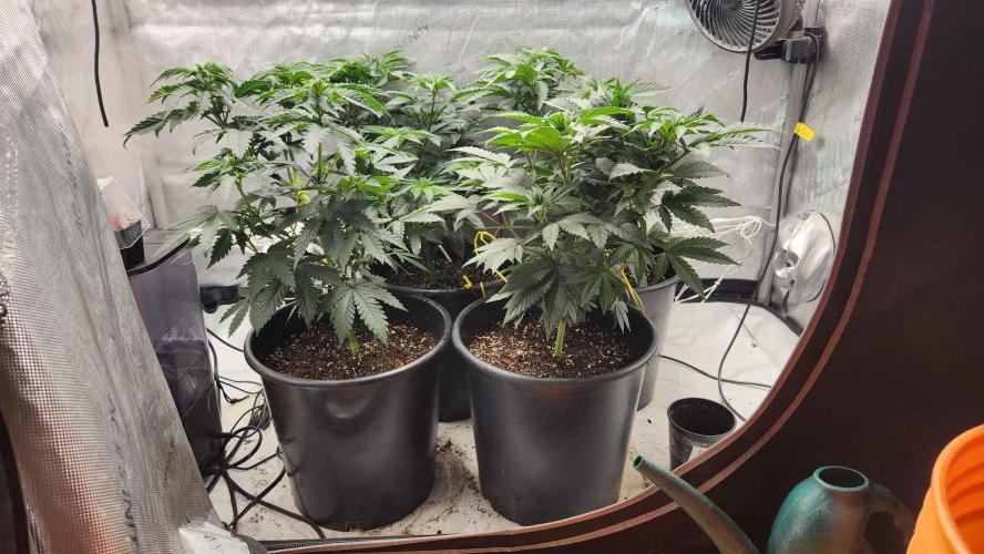 Neon sunshine & Grape Jublee. Week 6