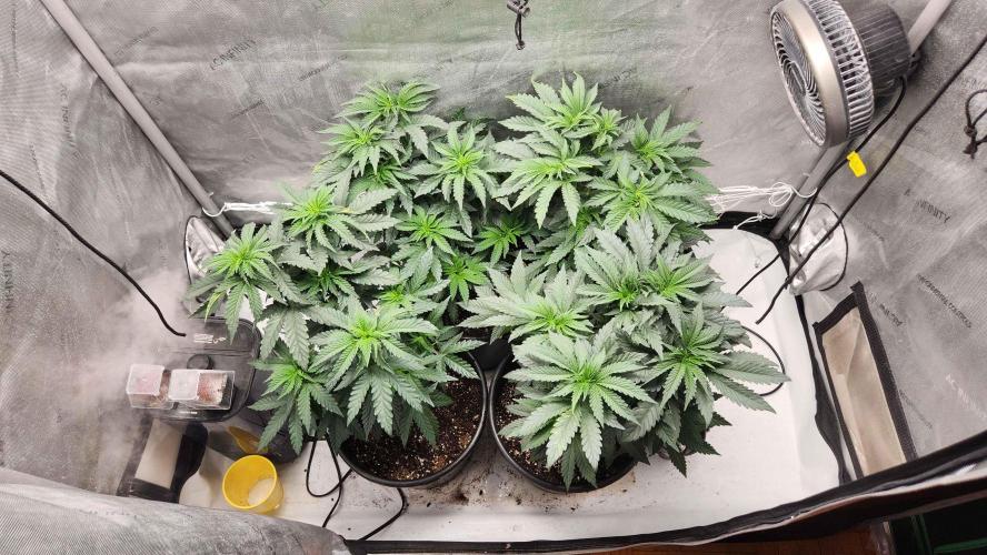 Neon sunshine & Grape Jublee. Week 6 - Results of LST a week later ! 