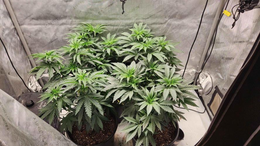 Neon sunshine & Grape Jublee. Week 8 -  