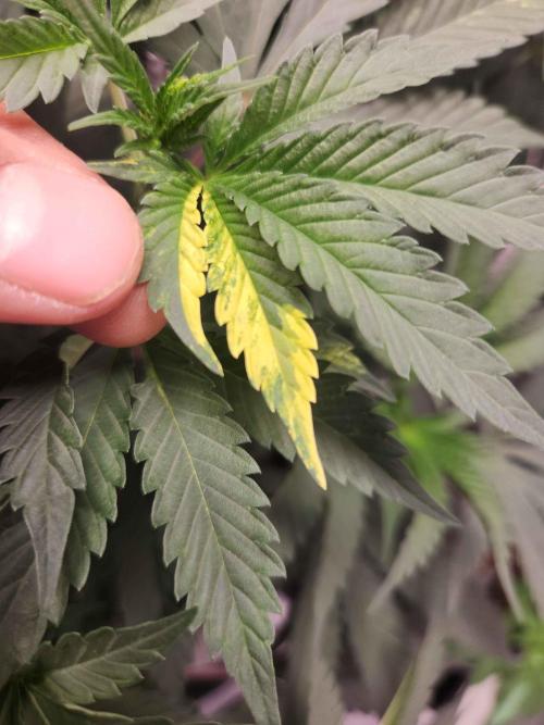 Neon sunshine & Grape Jublee. Week 9 - Some Variegation goin on! 