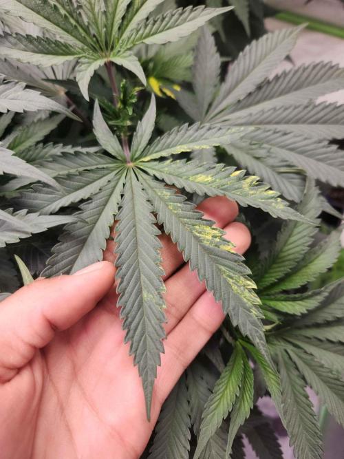 Neon sunshine & Grape Jublee. Week 9 - more Variegation