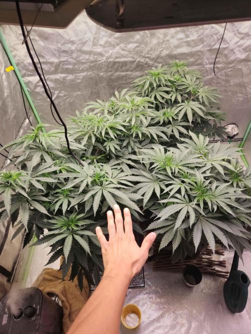 Neon sunshine & Grape Jublee. Week 9 - Gettin pretty big !! 