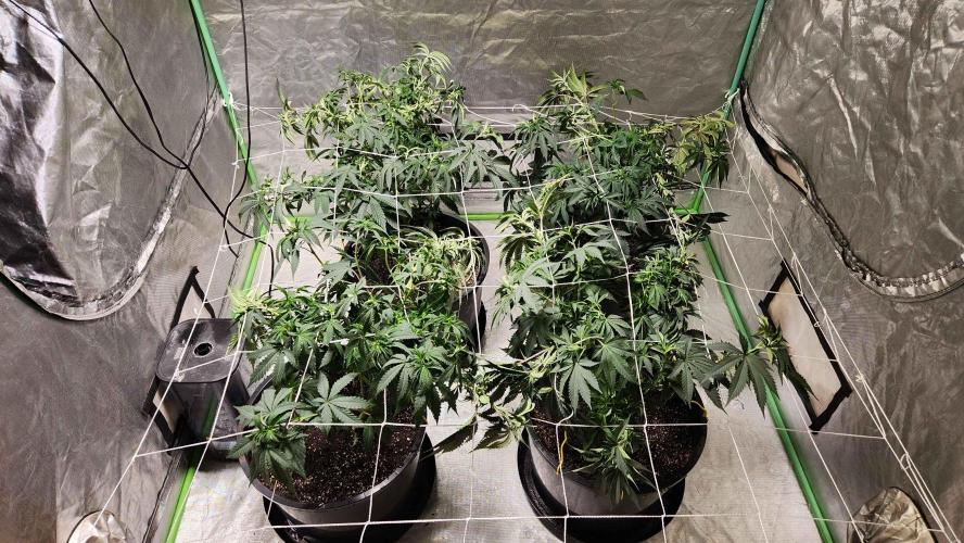 Neon sunshine & Grape Jublee. Week 10 - using a scrog for this one 