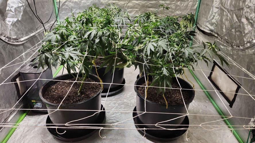 Neon sunshine & Grape Jublee. Week 10 - not the biggest fan of nets but felt liek this time called for it