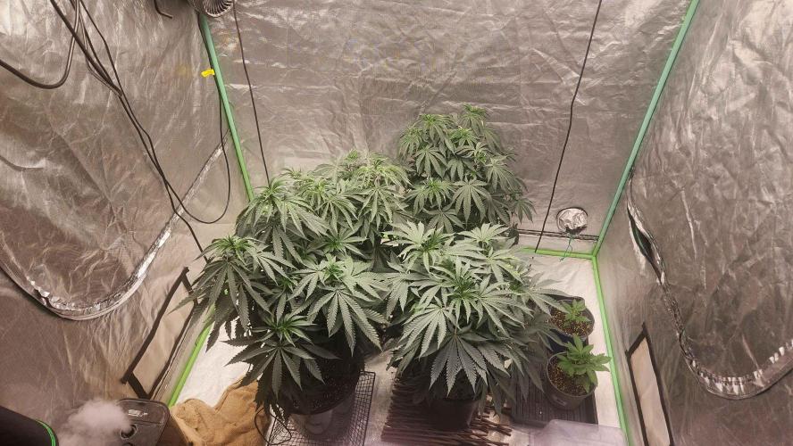 Neon sunshine & Grape Jublee. Week 10 - transplanting into a 7gl plastinc pot! 