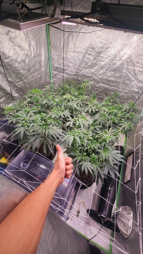 Neon sunshine & Grape Jublee. Week 12 - First day of flower 