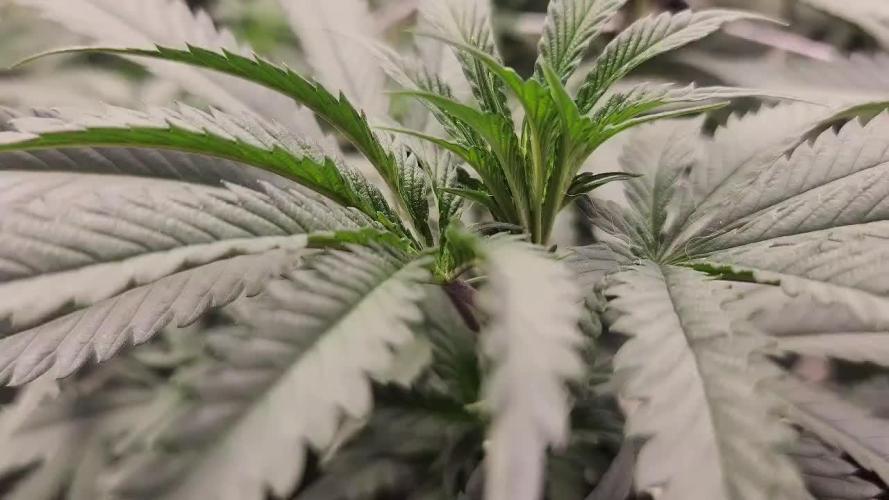 Neon sunshine & Grape Jublee