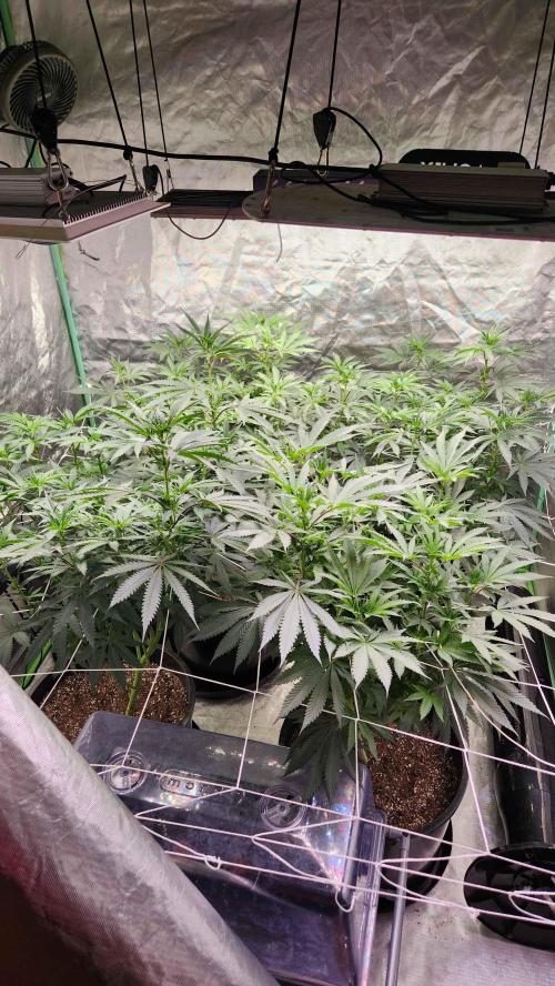 Neon sunshine & Grape Jublee. Week 13 - Shes a grower and a shower ;)