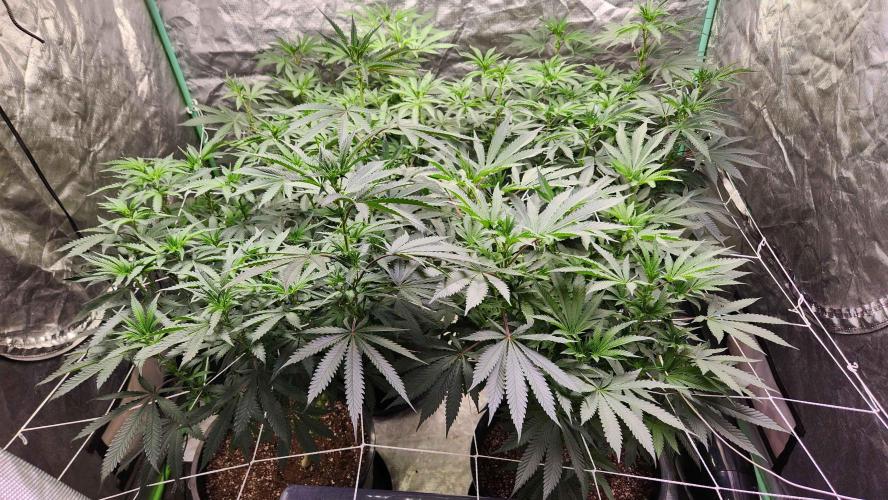 Neon sunshine & Grape Jublee. Week 13