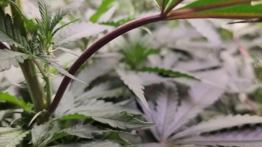 Neon sunshine & Grape Jublee