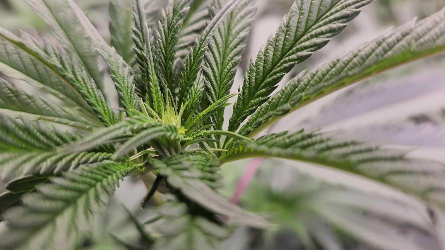 Neon sunshine & Grape Jublee. Week 13 - Start of the bud ! 