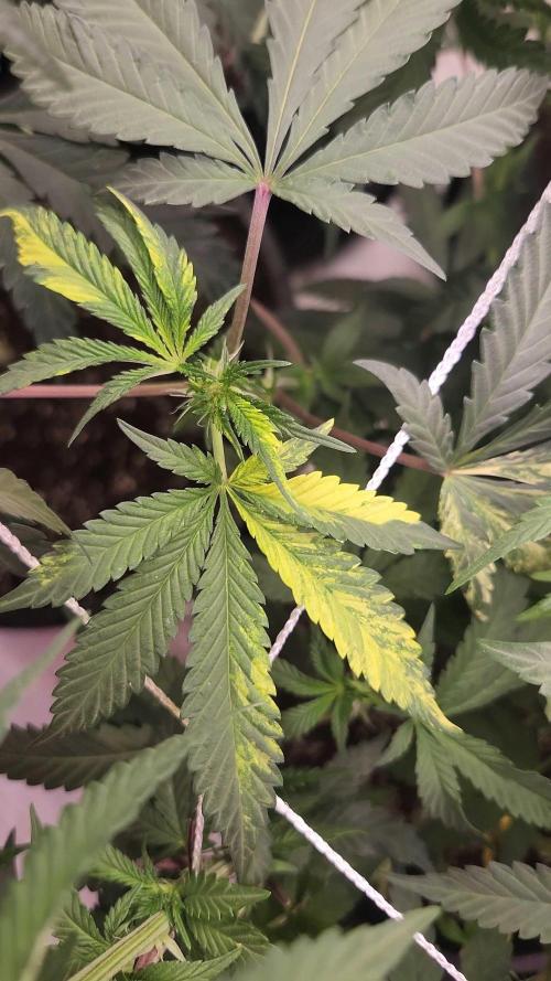 Neon sunshine & Grape Jublee. Week 13