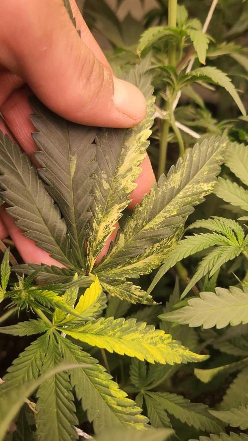 Neon sunshine & Grape Jublee. Week 13