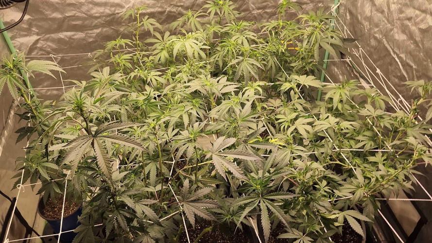 Neon sunshine & Grape Jublee. Week 13