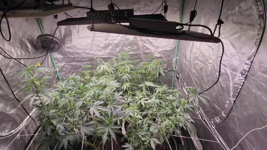 Neon sunshine & Grape Jublee