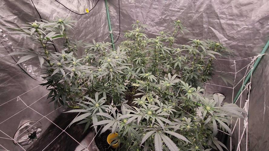 Neon sunshine & Grape Jublee. Week 14 - Week and a half into flower