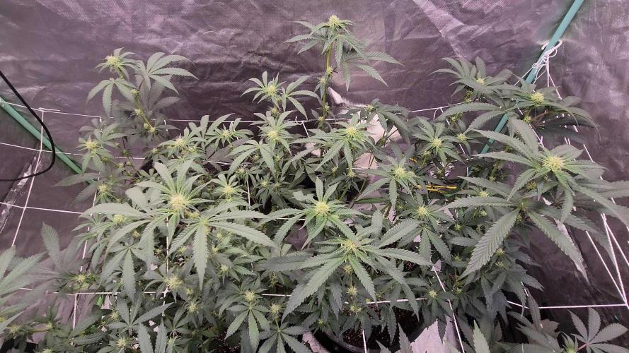 Neon sunshine & Grape Jublee. Week 14