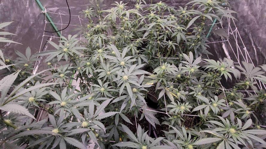 Neon sunshine & Grape Jublee. Week 14 - All the bud Sites