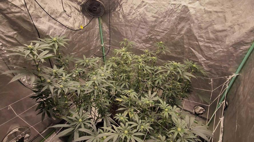 Neon sunshine & Grape Jublee. Week 14 - Did some defoliation