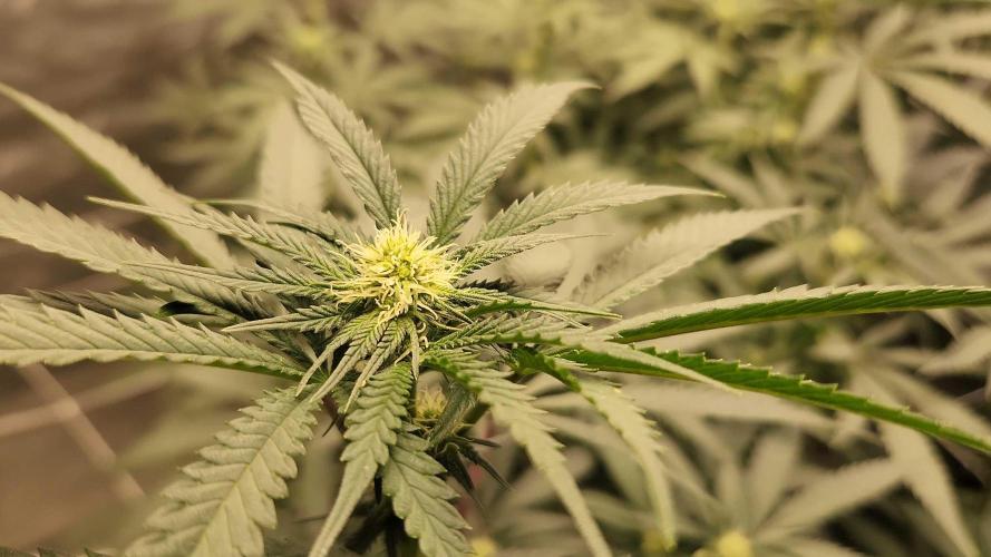 Neon sunshine & Grape Jublee. Week 14