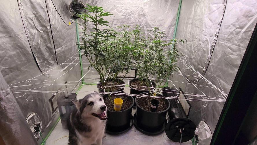 Neon sunshine & Grape Jublee. Week 14 - My dog Kairi thought shed join in for a pic