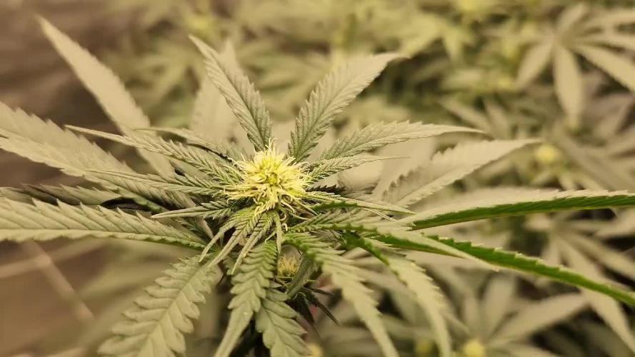 Neon sunshine & Grape Jublee