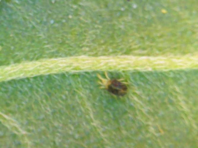 Neon sunshine & Grape Jublee. Week 16 - Nothing like a fuckin spider mite. 