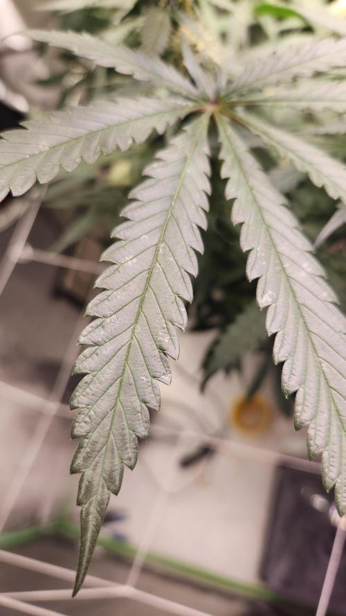 Neon sunshine & Grape Jublee. Week 16 - Eating away some leafs