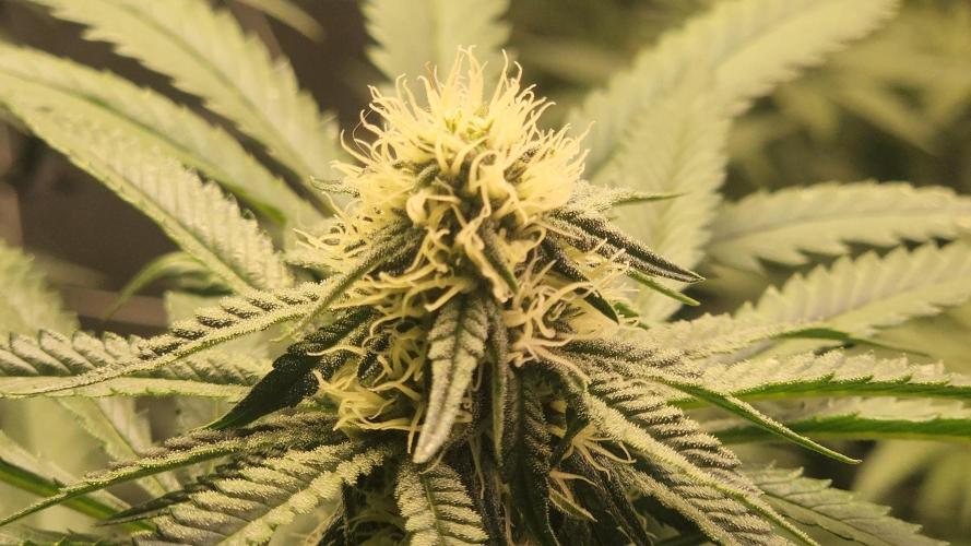 Neon sunshine & Grape Jublee. Week 16 - Filling out nicely!! 