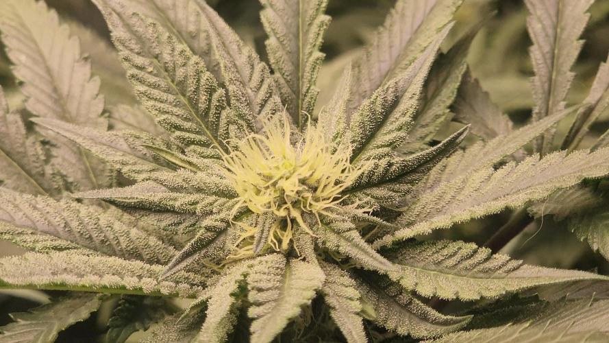 Neon sunshine & Grape Jublee. Week 16 - The frost!!