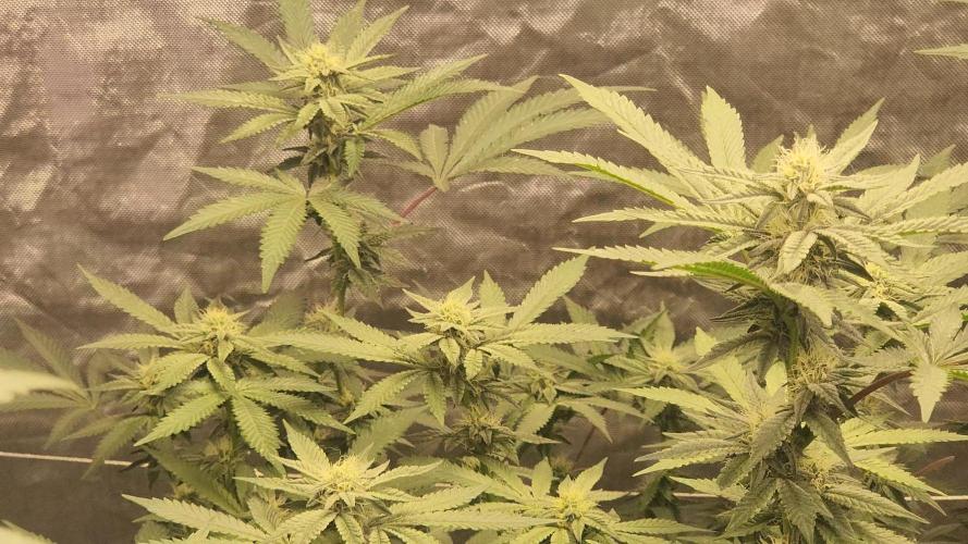 Neon sunshine & Grape Jublee. Week 16 - The bud sites! 
