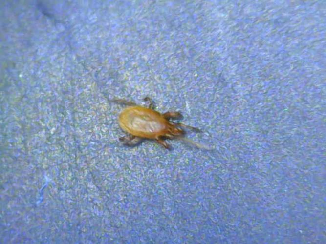 Neon sunshine & Grape Jublee. Week 16 - Stratiolaelaps, 
Benificial predatory soil mite, I've been seeing alot of these!