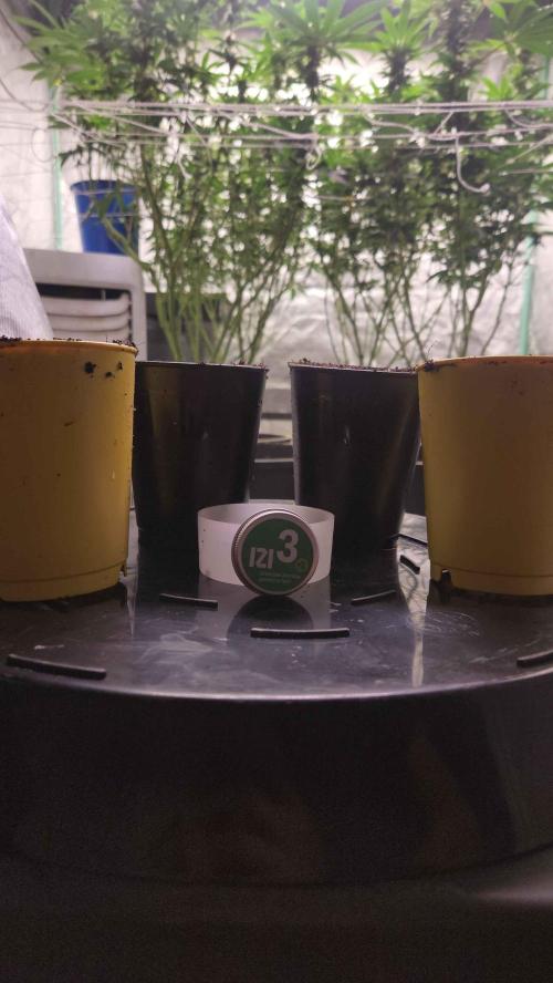 IZI Seeds Grow Report Contest 2025. Week 0 - It begins 