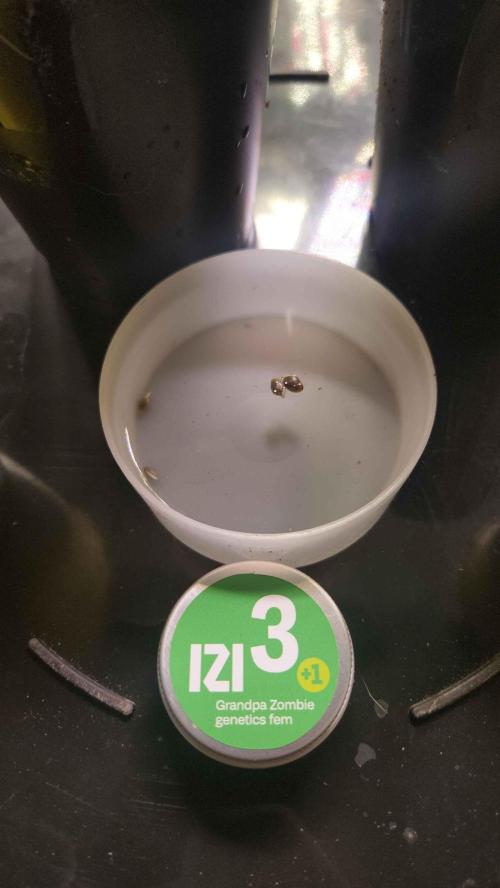 IZI Seeds Grow Report Contest 2025. Week 0 - 4 successful pops right into the soil