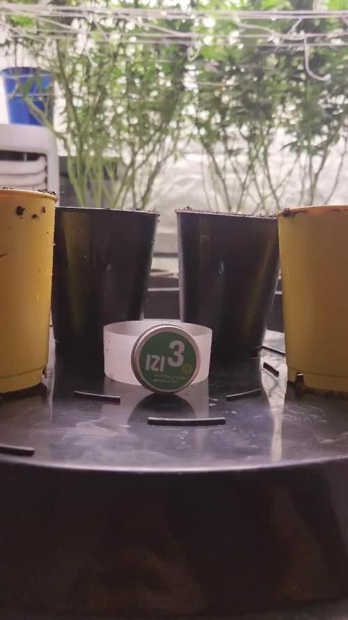 IZI Seeds Grow Report Contest 2025