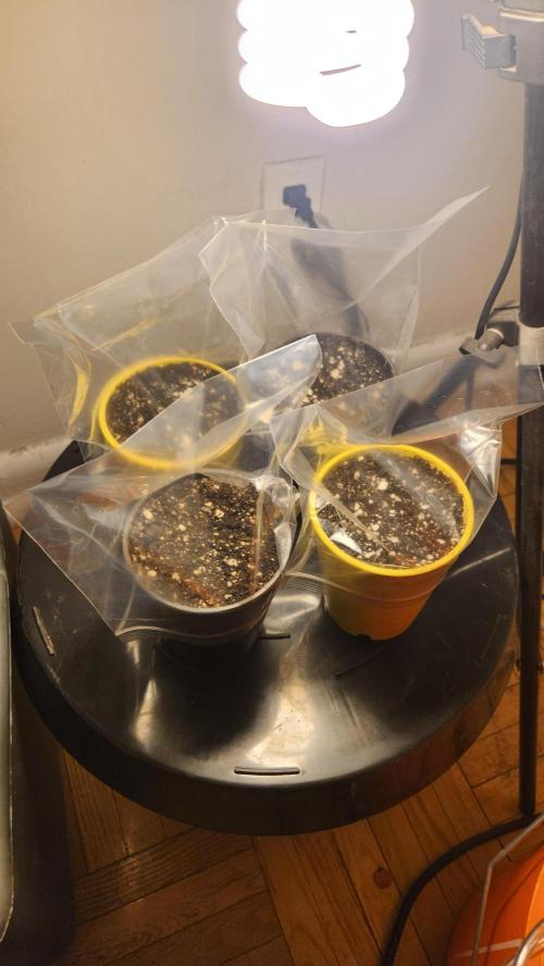 IZI Seeds Grow Report Contest 2025. Week 0