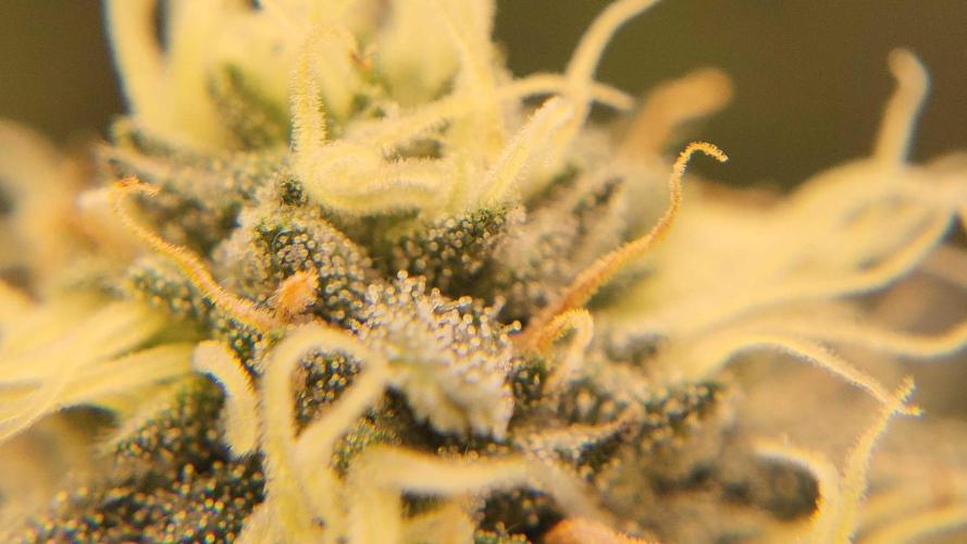 Neon sunshine & Grape Jublee. Week 17