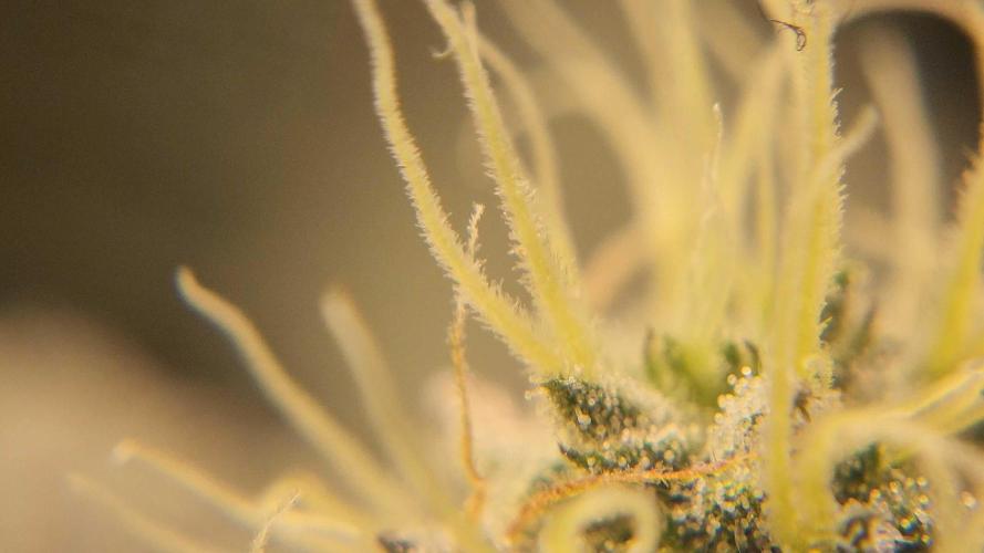 Neon sunshine & Grape Jublee. Week 17