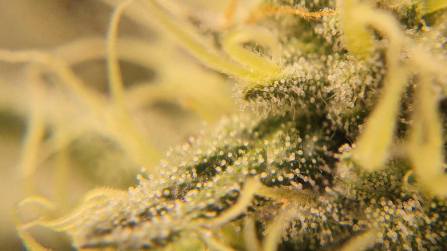 Neon sunshine & Grape Jublee. Week 17