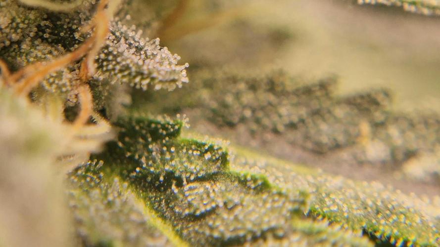 Neon sunshine & Grape Jublee. Week 17