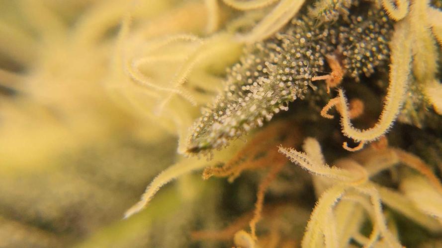 Neon sunshine & Grape Jublee. Week 17