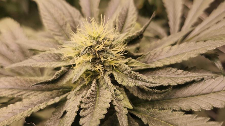 Neon sunshine & Grape Jublee. Week 17