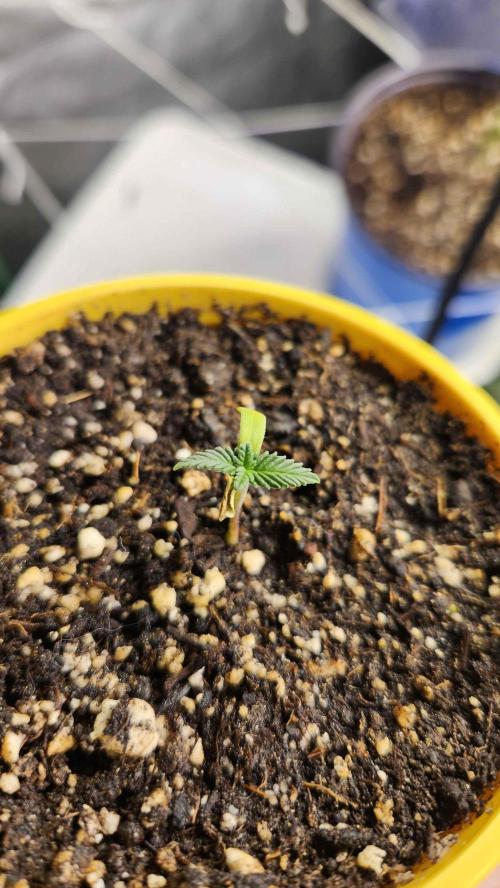 IZI Seeds Grow Report Contest 2025. Week 2