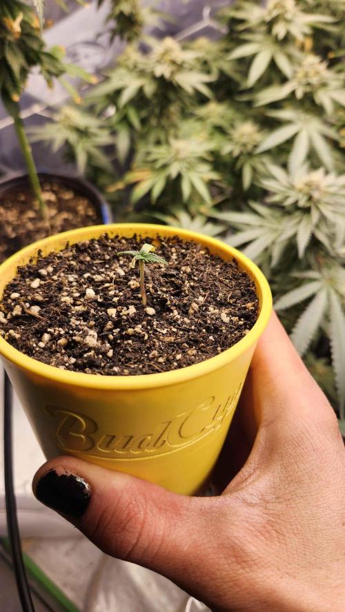 IZI Seeds Grow Report Contest 2025. Week 2