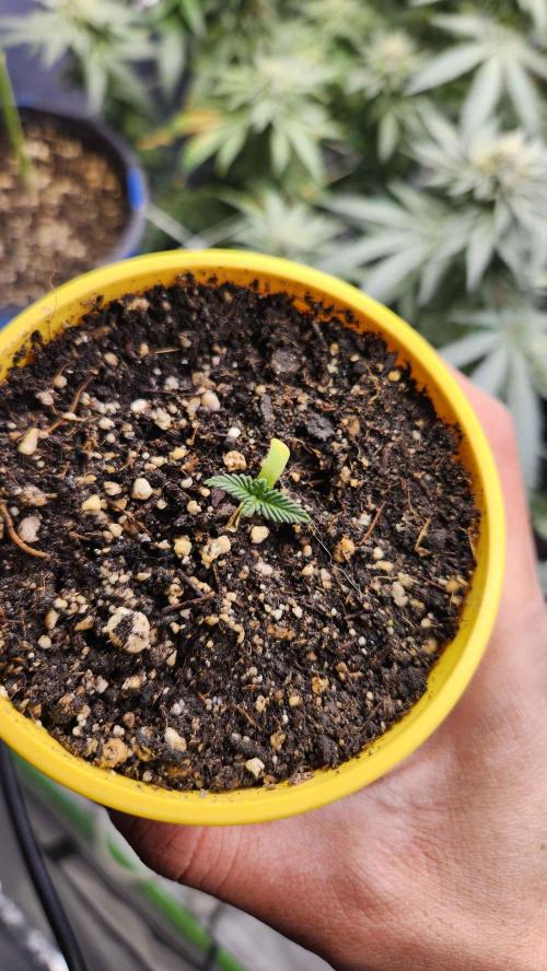 IZI Seeds Grow Report Contest 2025. Week 2