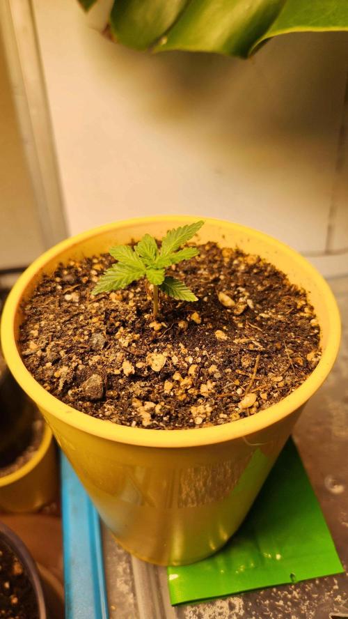 IZI Seeds Grow Report Contest 2025. Week 3