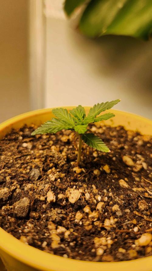 IZI Seeds Grow Report Contest 2025. Week 3